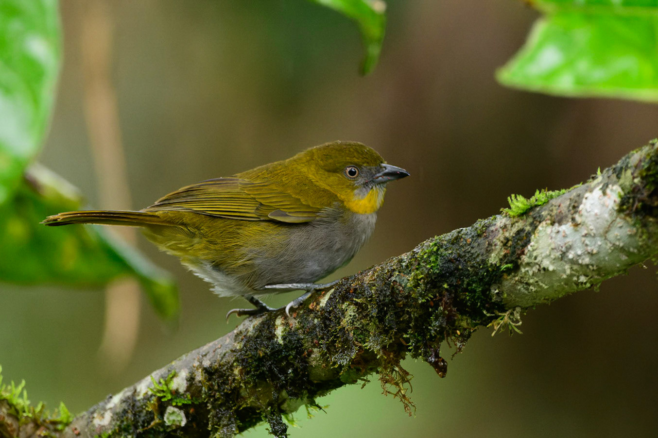 Yellow-throated Chlorospingus, Chlorospingus flavigularis