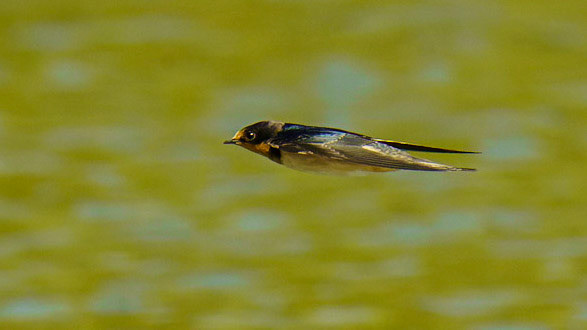 Barn Swallow, Hirundo rustica