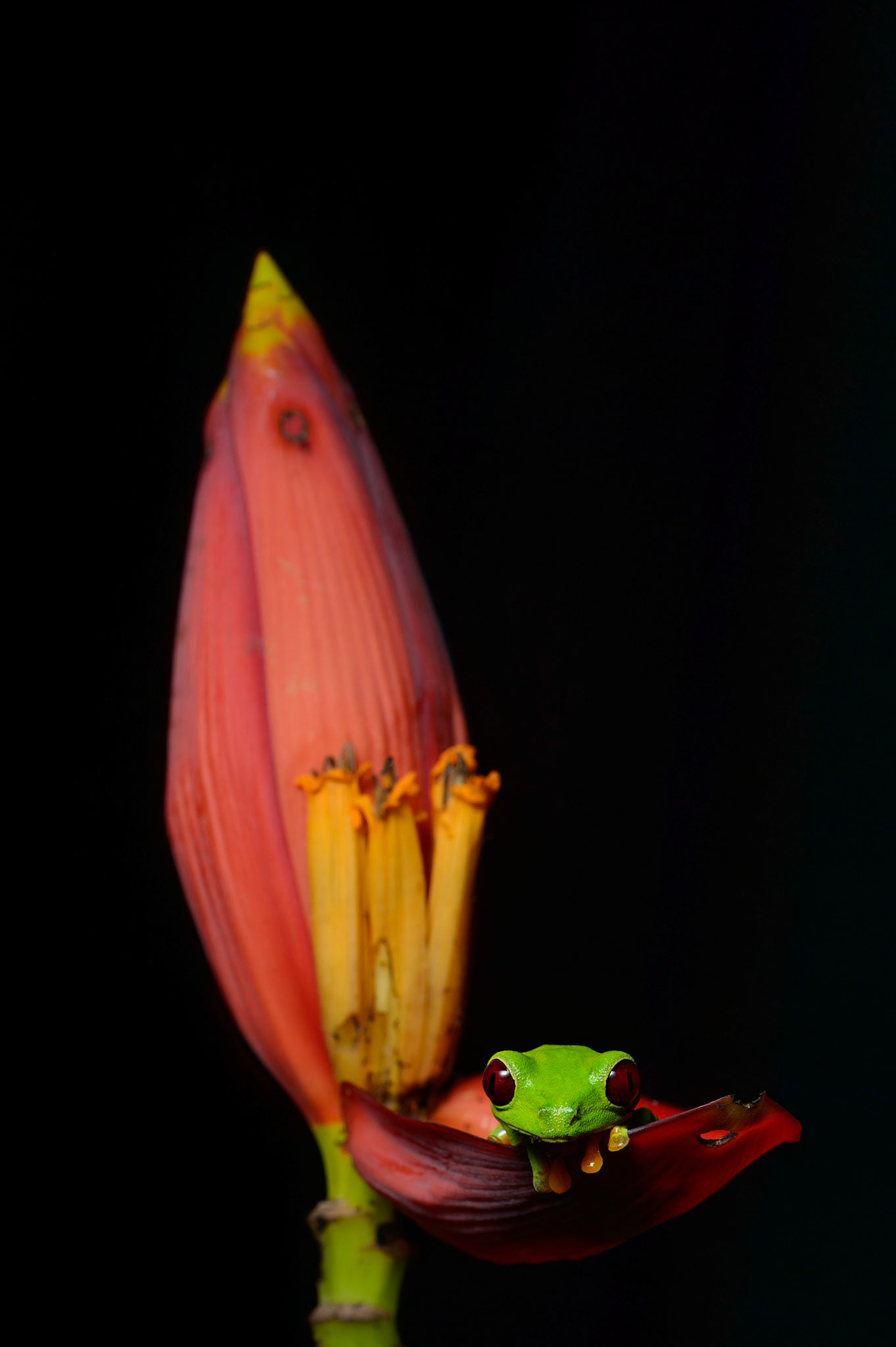 Red-eyed Treefrog, Agalychnis callidryas