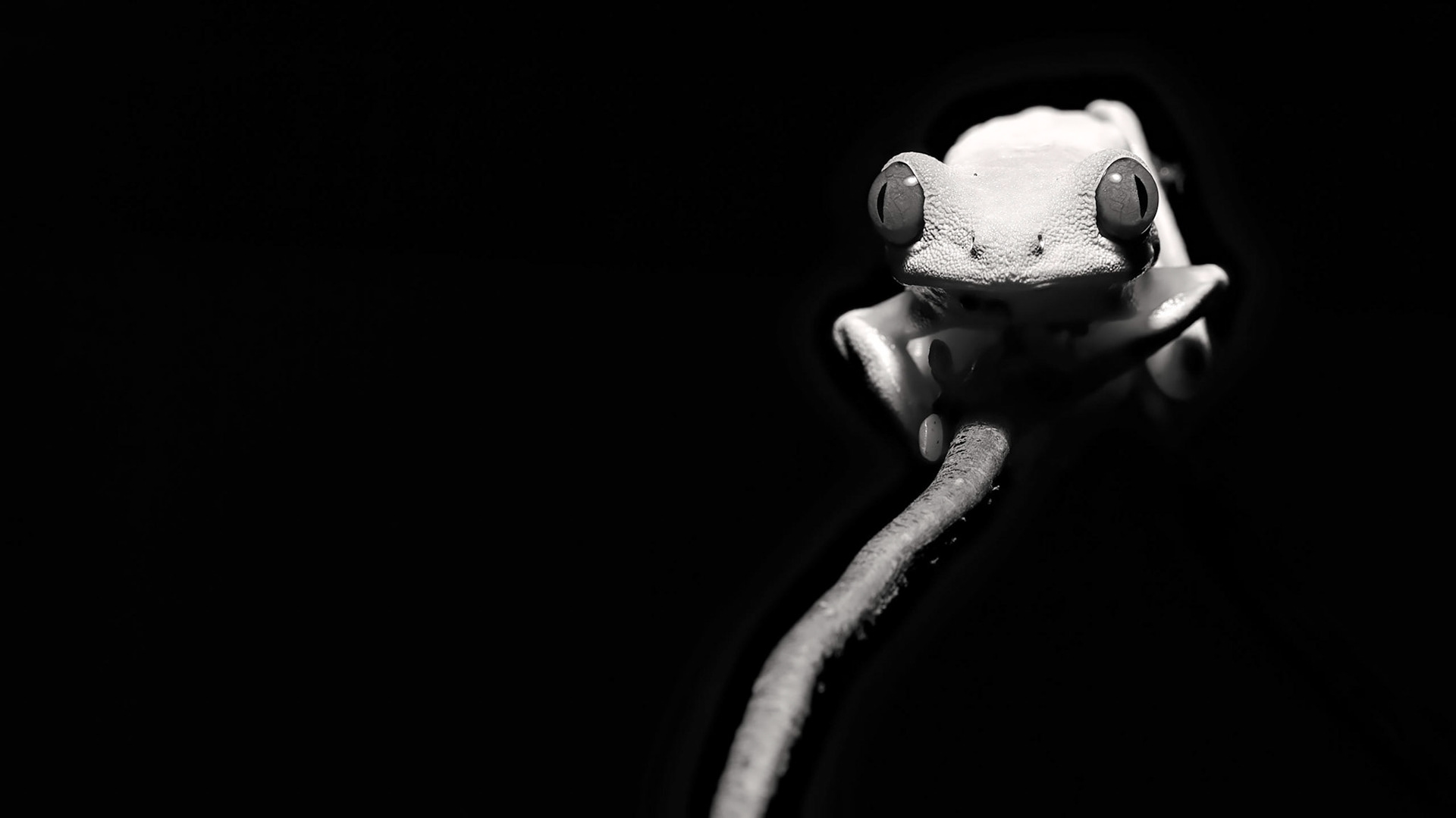 Red-eyed-Tree Frog, Agalychnis callidryas