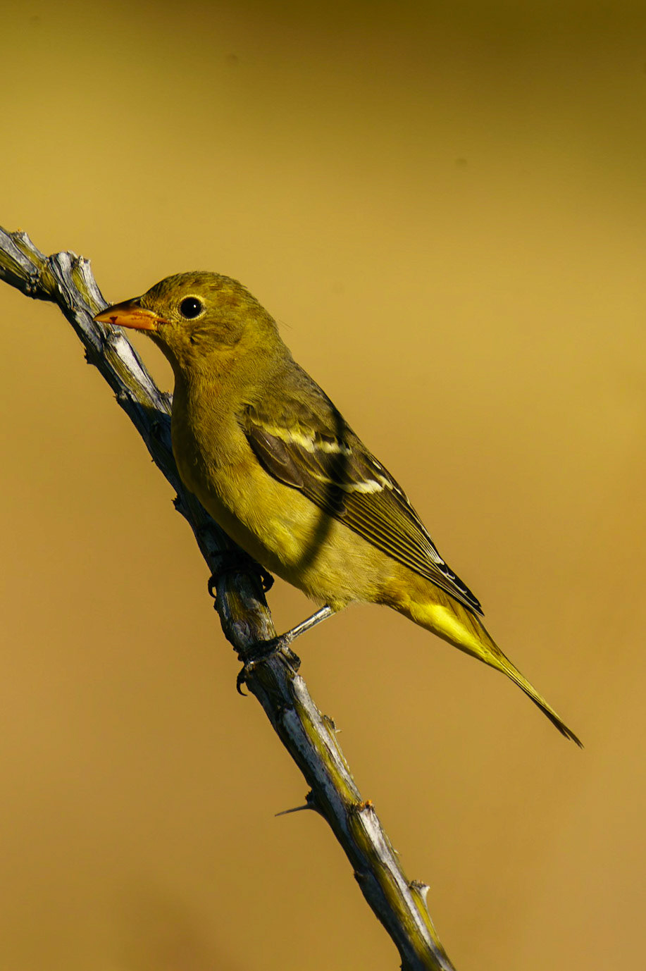Western Tanager (Female), Piranga ludoviciana