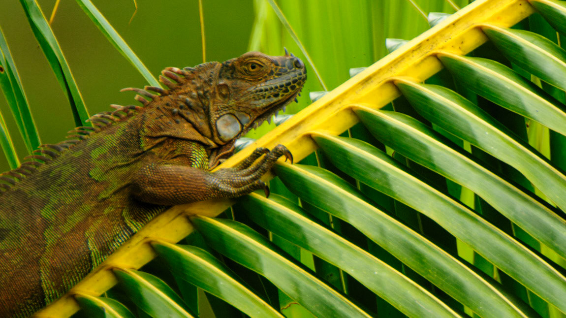 Green Iguana, Iguana iguana