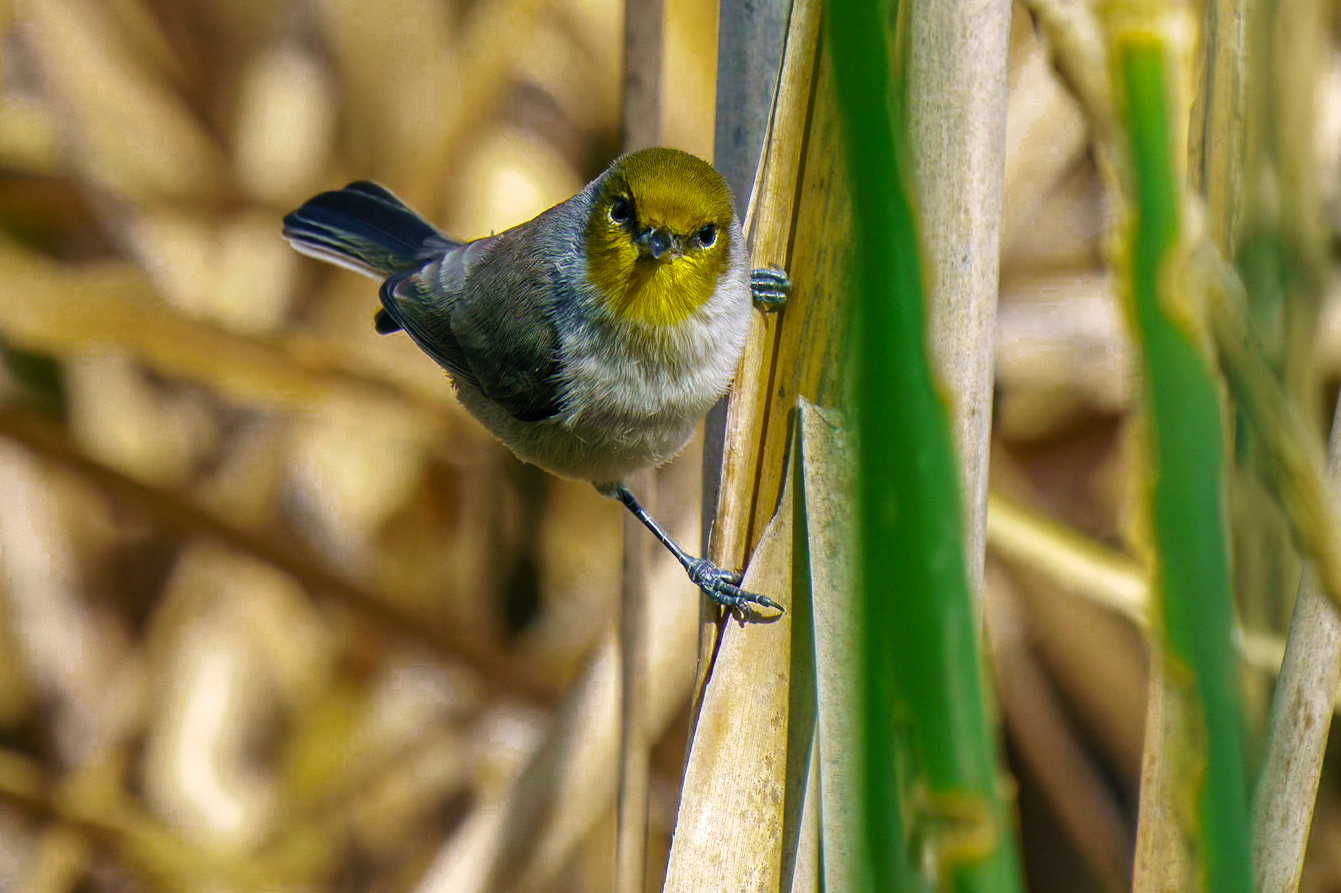 Verdin, Auriparus flaviceps