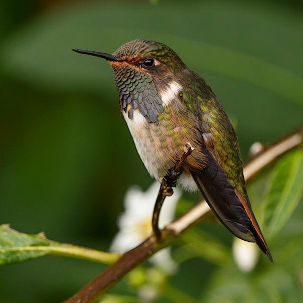 Volcano Hummingbird, Selasphorus flammula