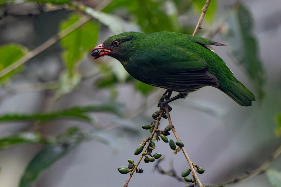 Orange-breasted Fruiteater, Pipreola jucunda