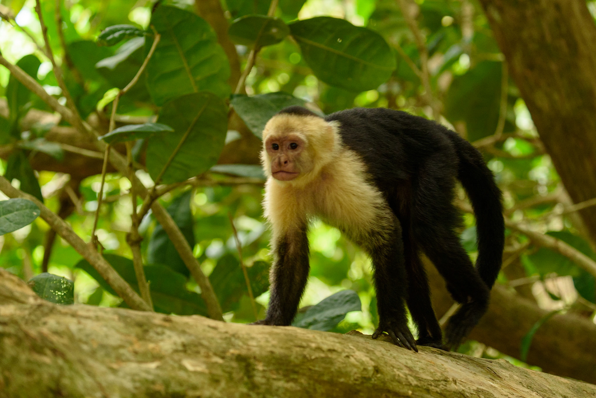 Panamanian white-faced capuchin, Cebus imitator