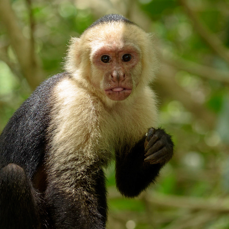 Panamanian white-faced capuchin, Cebus imitator