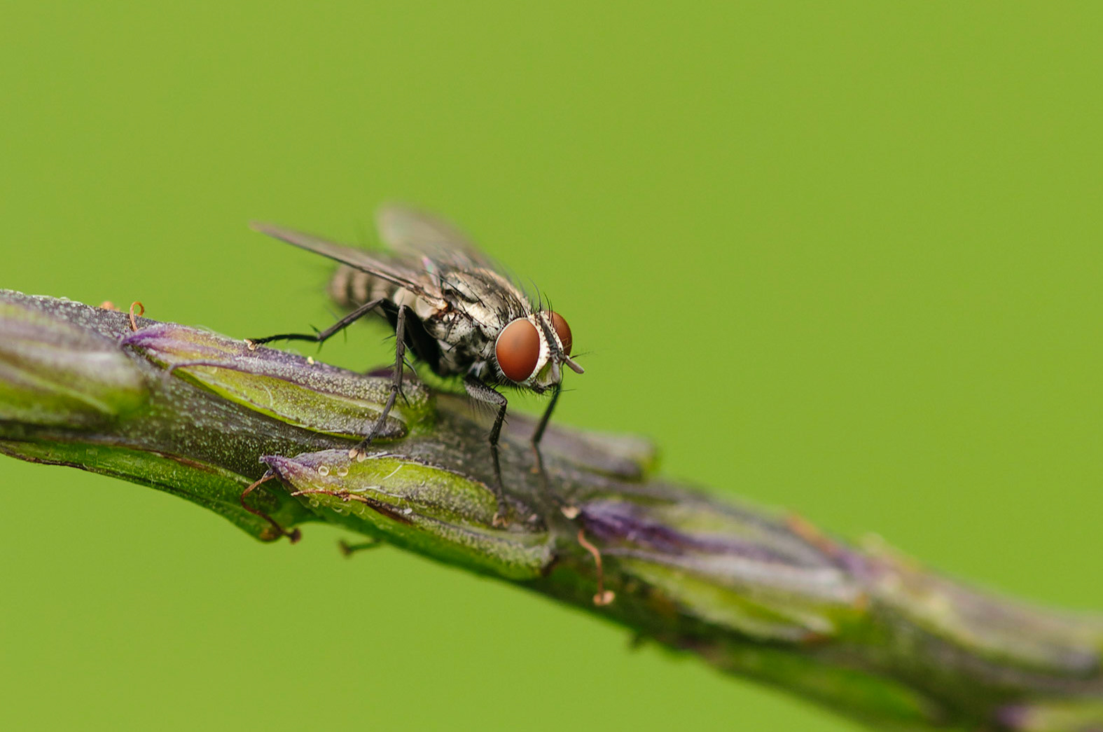 Flesh Fly, Sarcophaga sp.