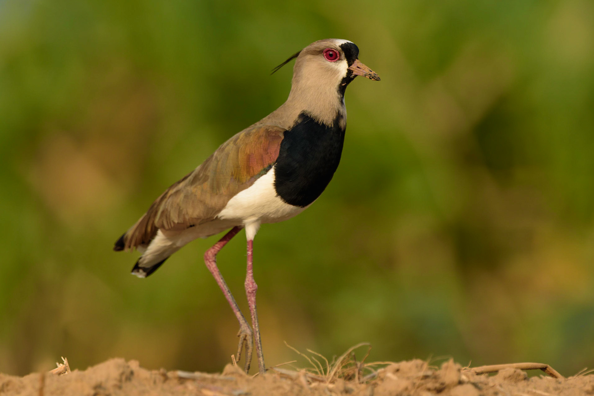 Southern Lapwing, Vanellus chilensis