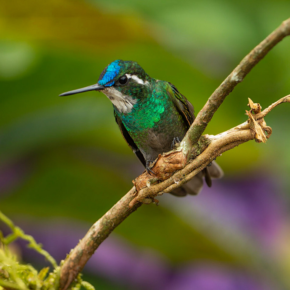 White-throated Mountain-gem, Lampornis castaneoventris