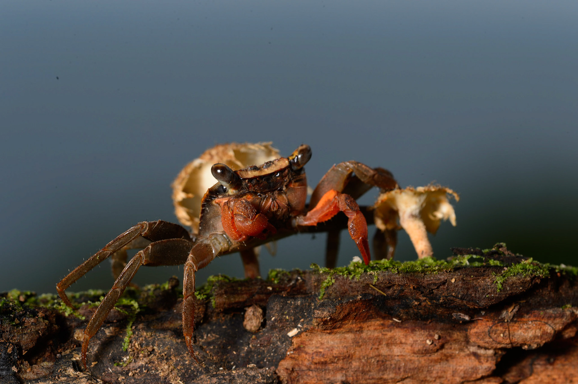 Land Crab