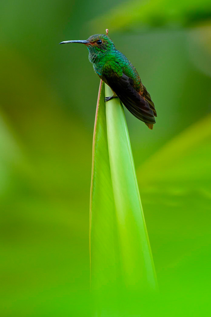 Rufous-tailed Hummingbird, Amazilia tzacatl