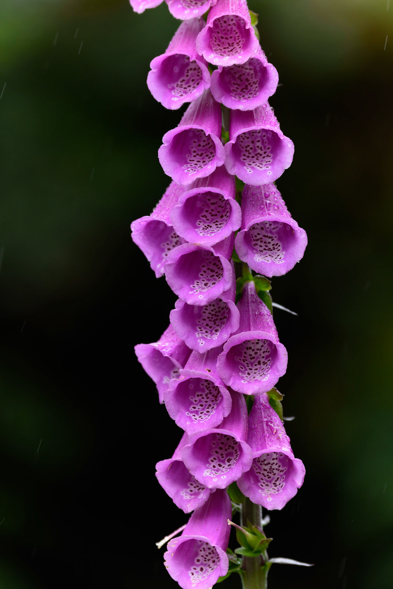 Purple Foxglove, Digitalis purpurea