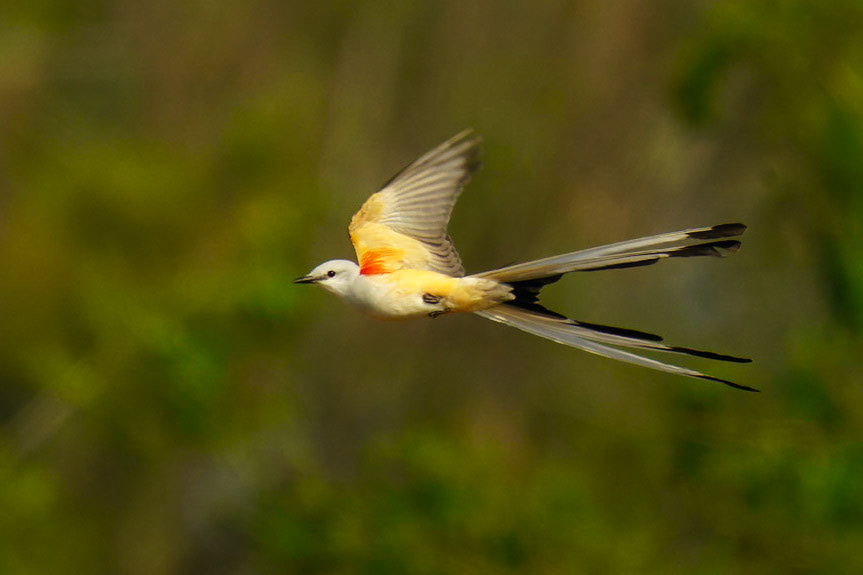 Scissor-tailed Flycatcher, Tyrannus forficatus