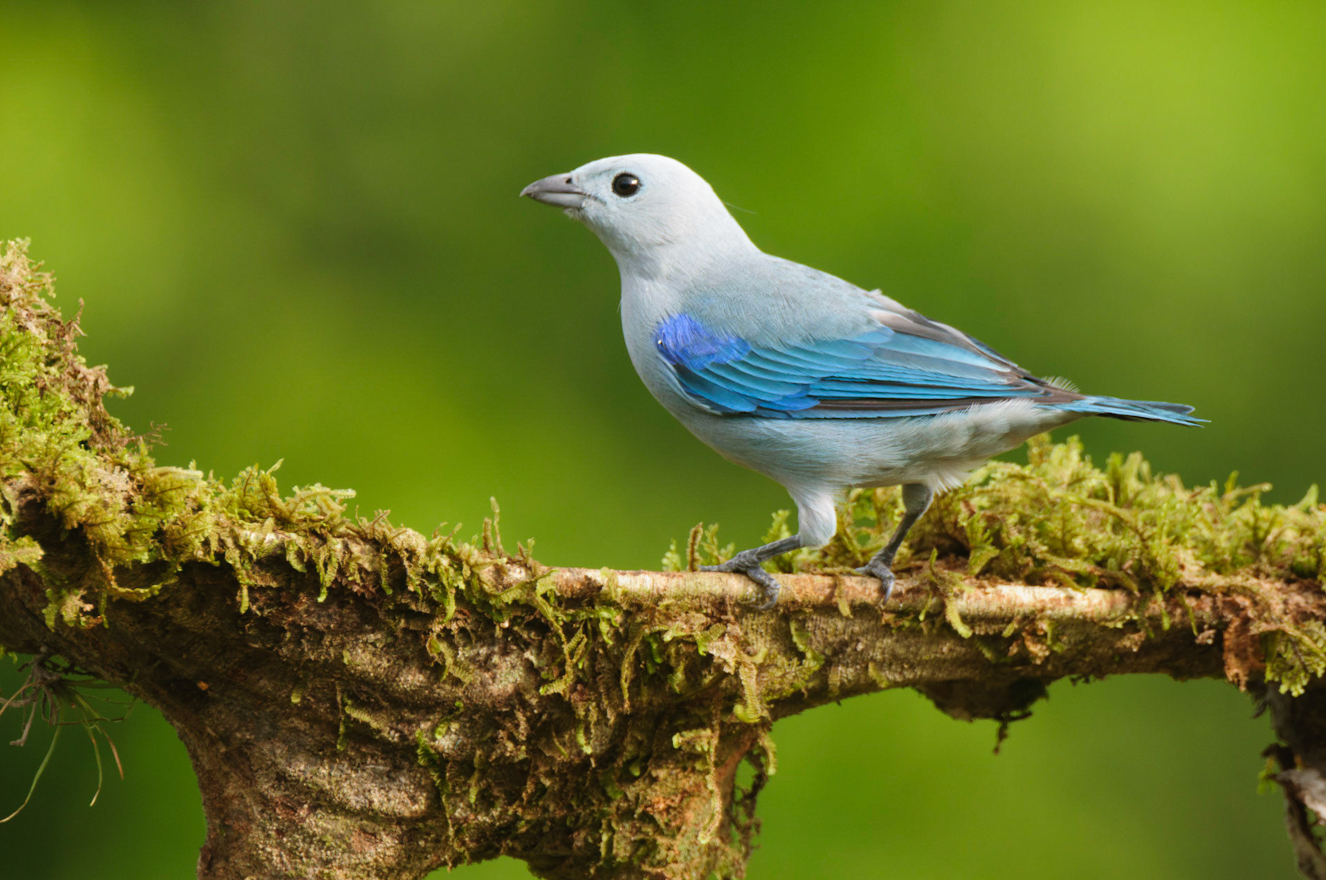 Blue-grey Tanager, Thraupis episcopus
