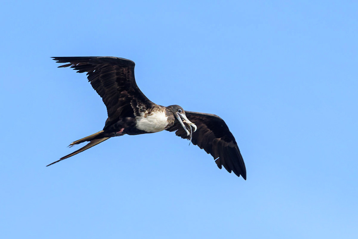 Magnificent Frigatebird