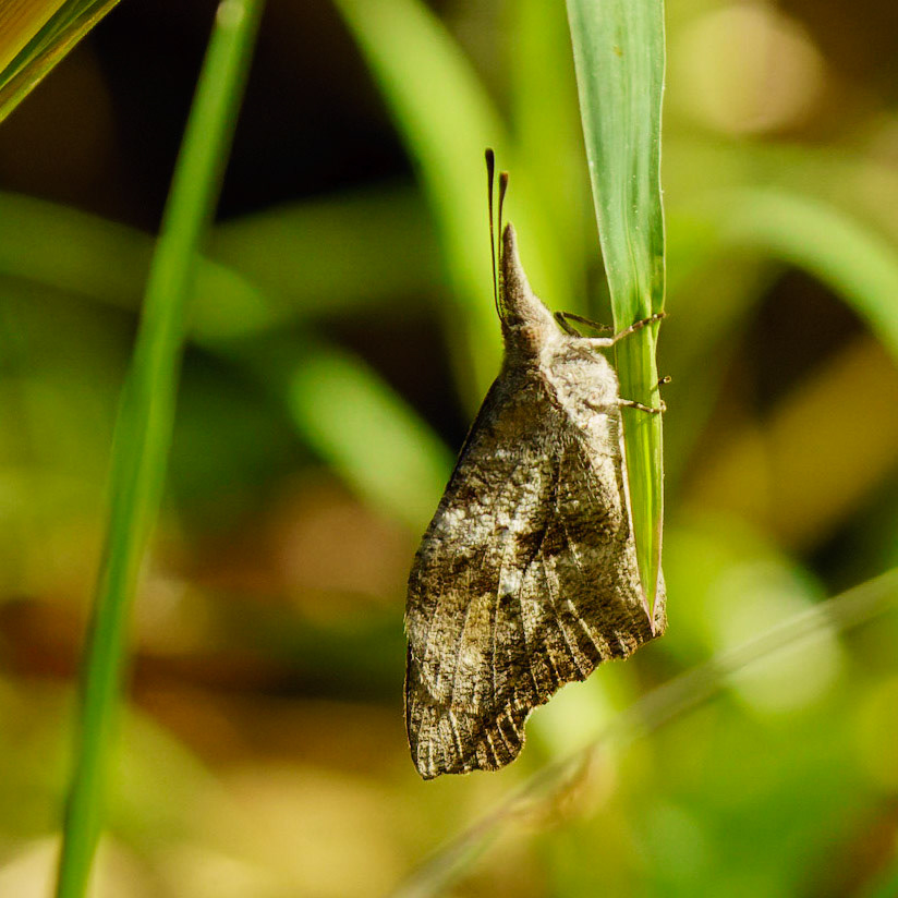 American Snout, Libytheana carinenta