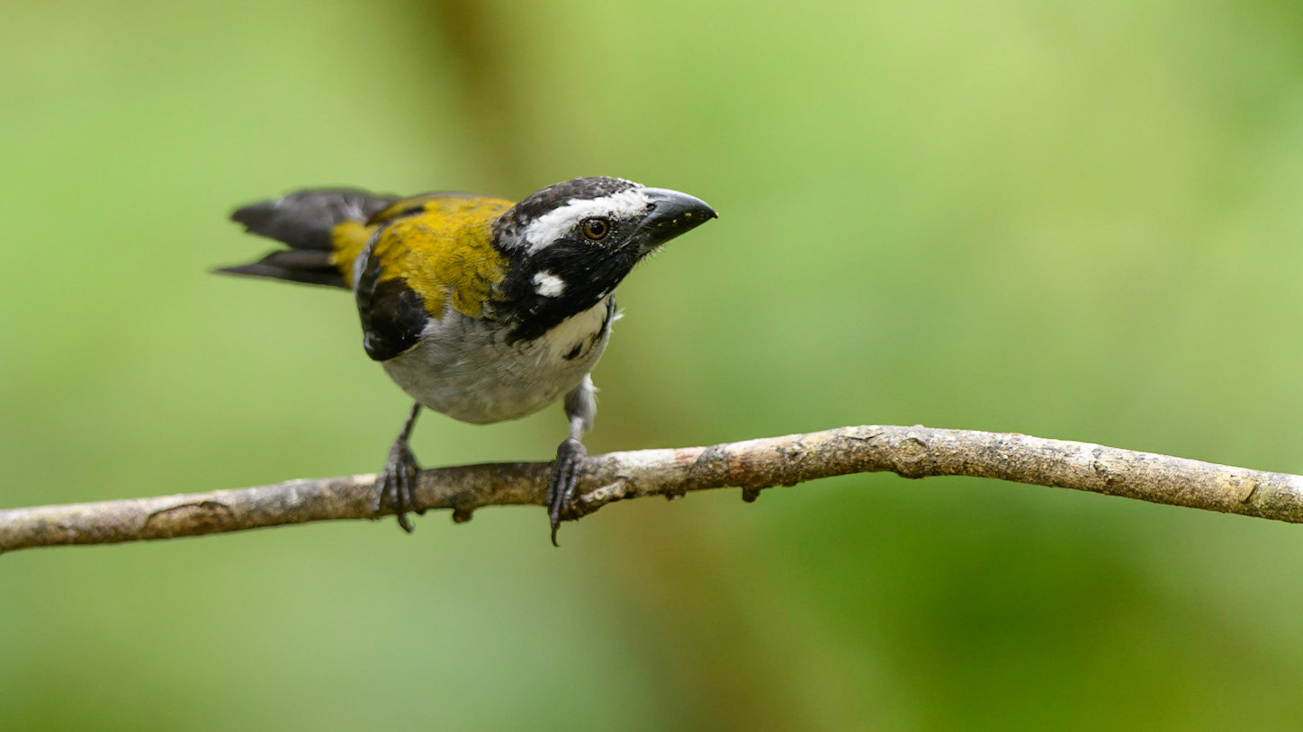 Black-winged Saltator, Saltator atripennis