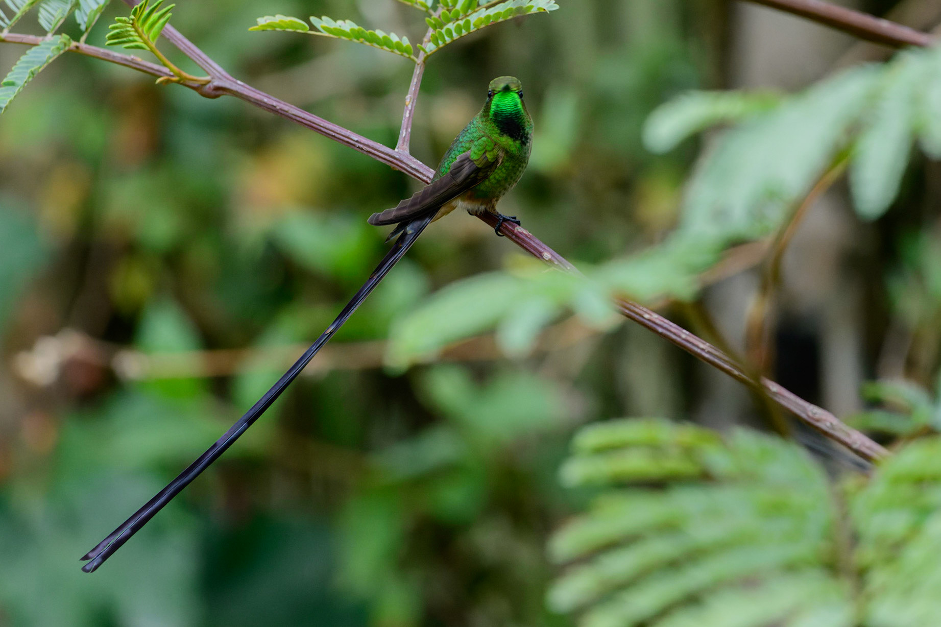 Black-tailed Trainbearer, Lesbia victoriae