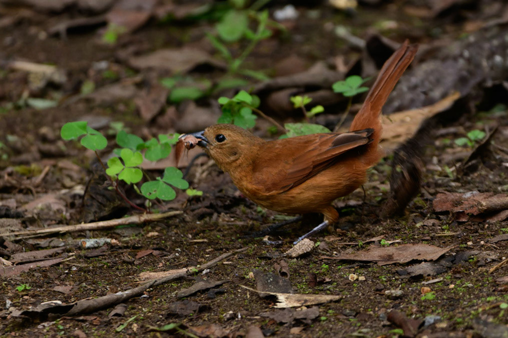 White-lined Tanager, Tachyphonus rufus