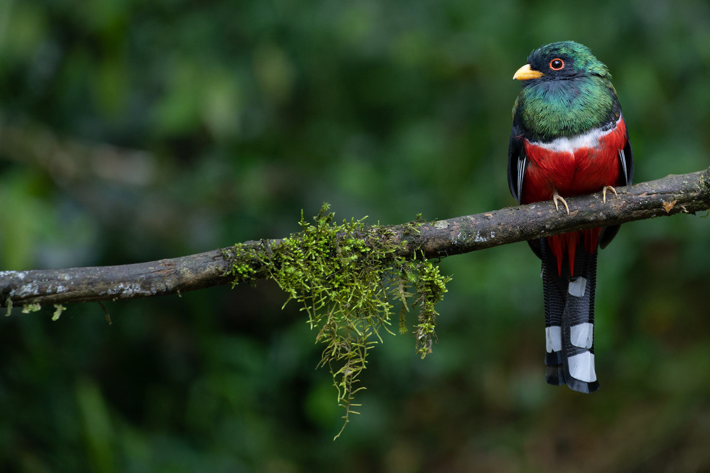 Masked Trogon, Trogon personatus