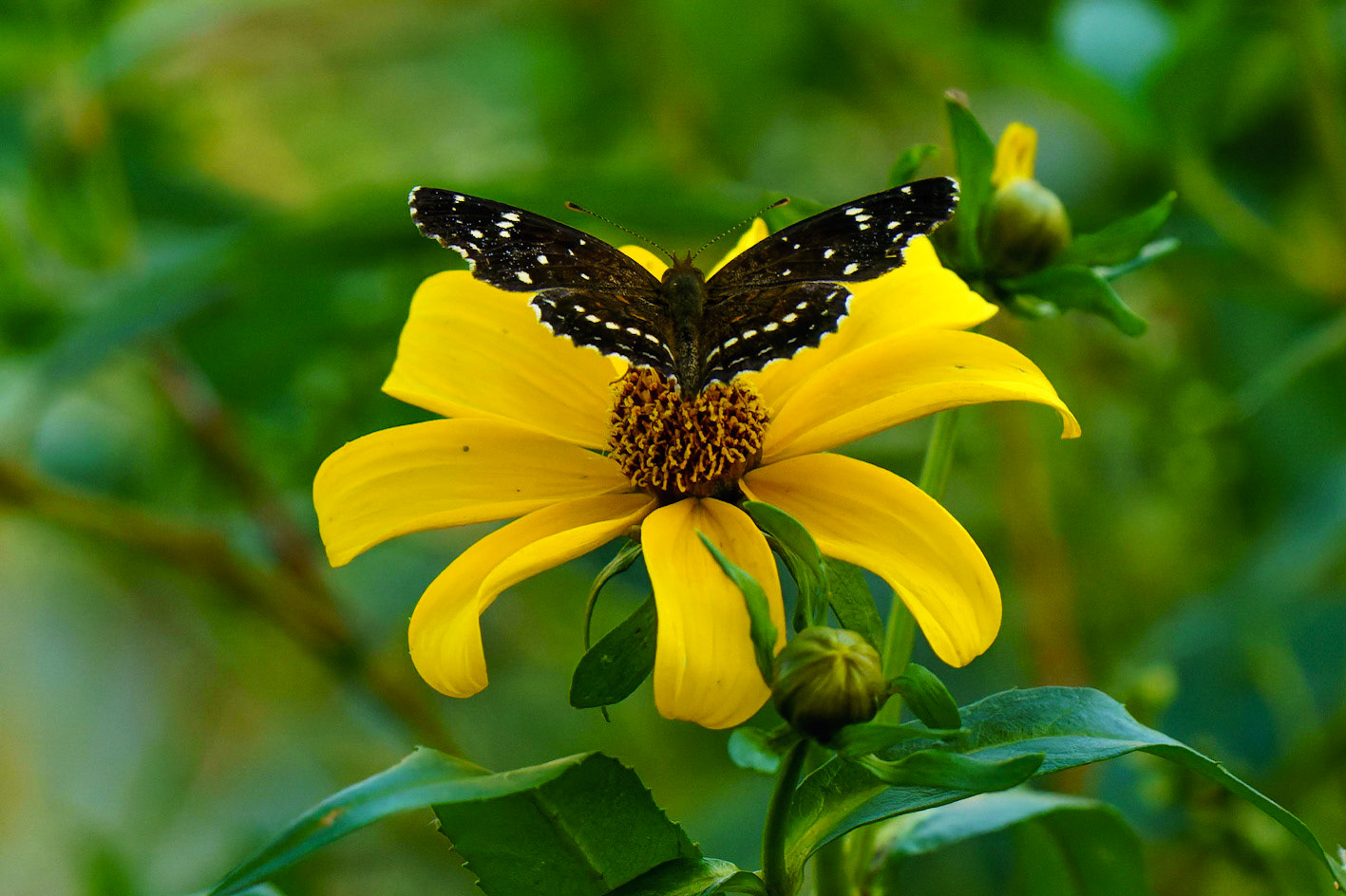 Texan Crescent , Anthanassa texana