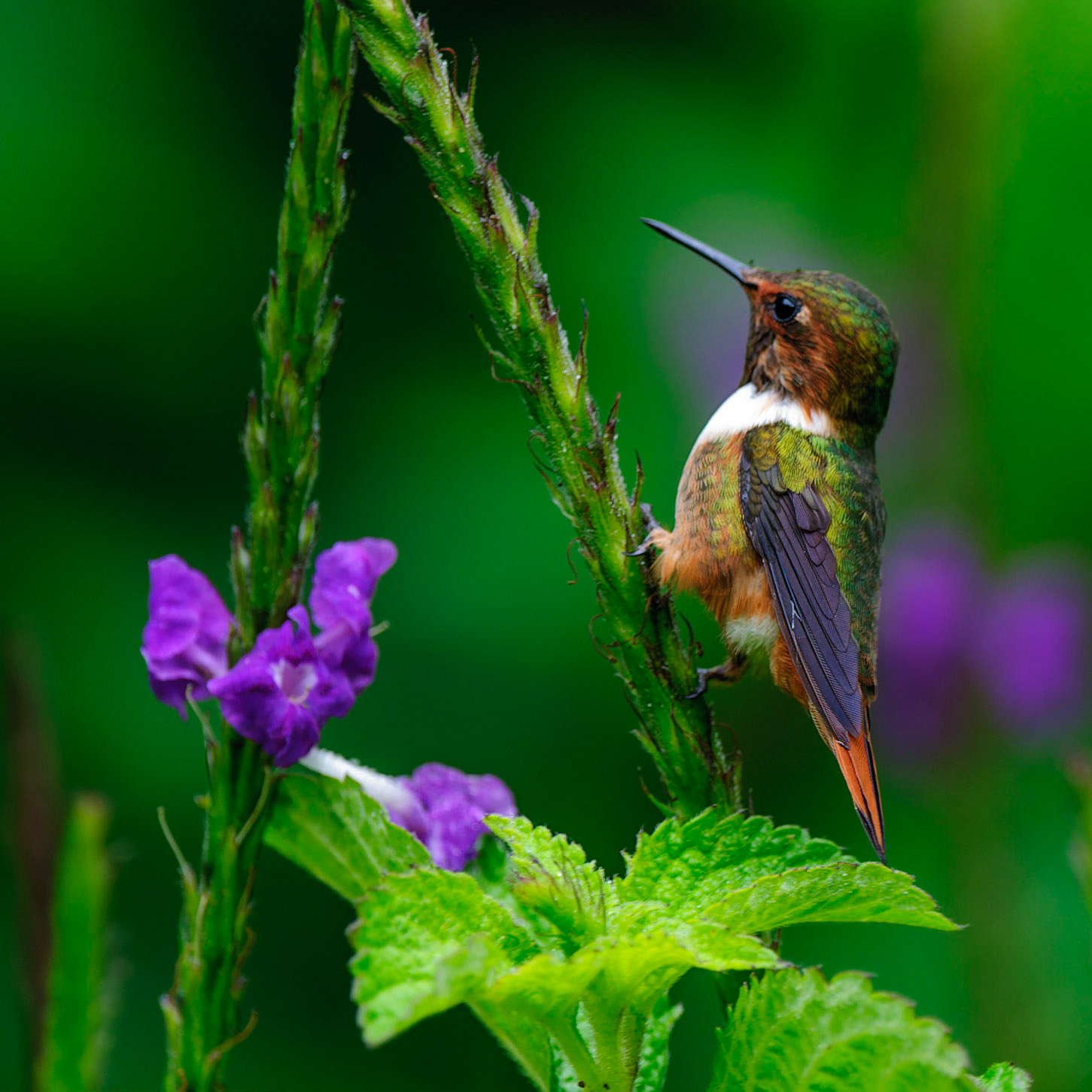 Scintillant Hummingbird, Selasphorus scintila Pollenating Verbena Azul, Stachytarpheta cayennensis