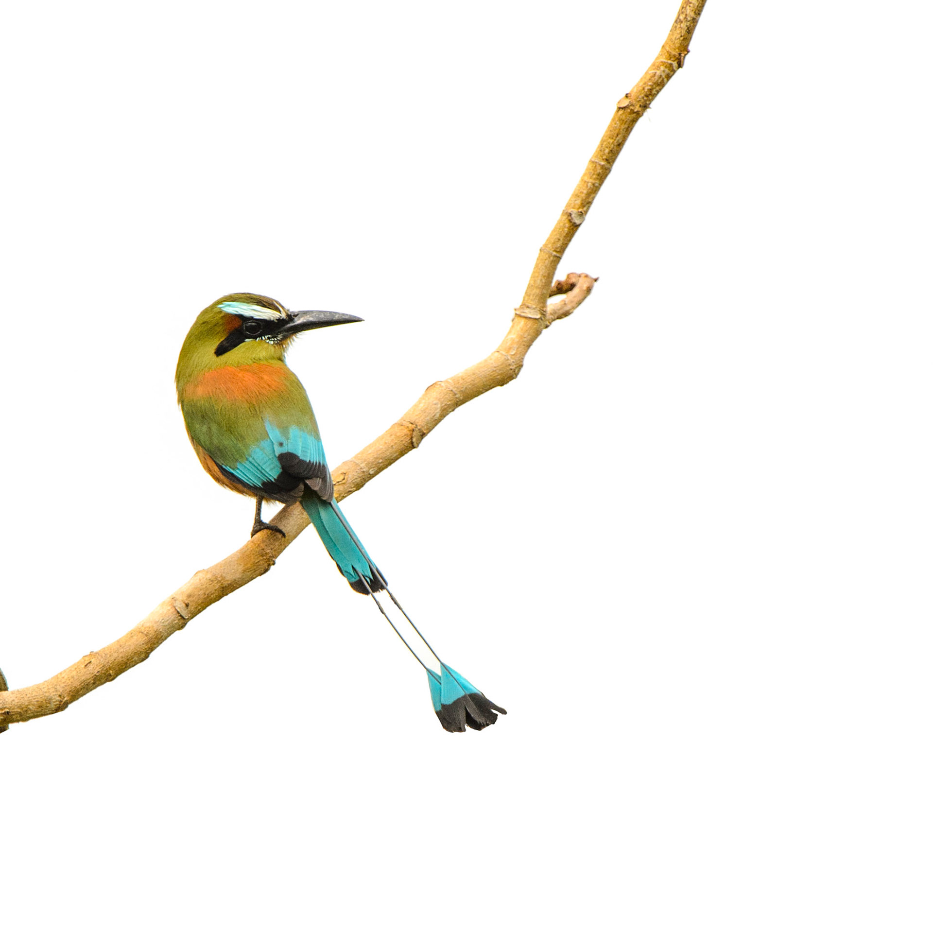 Turquoise-browed Motmot, Eumomota superciliosa australis