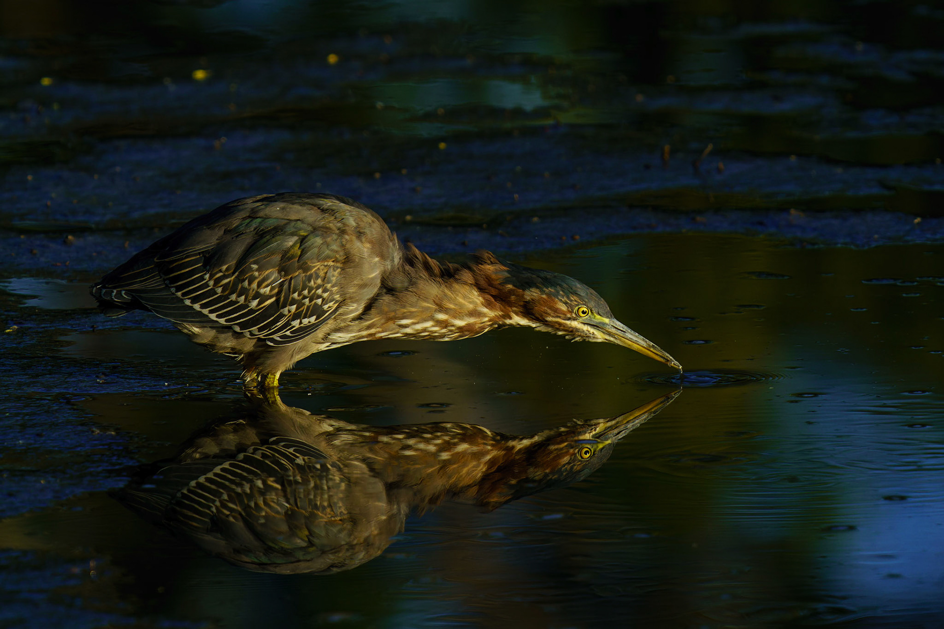 Green Heron, Butorides virescens