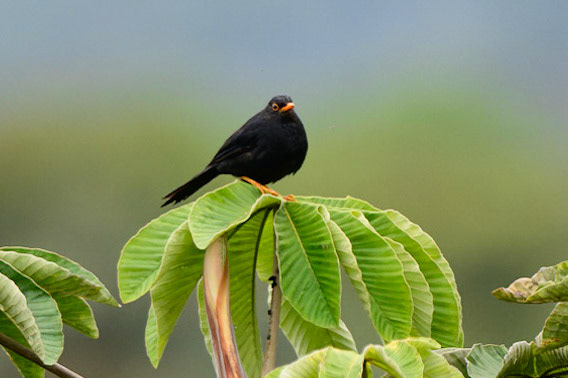 Glossy-black Thrush Turdus serranus