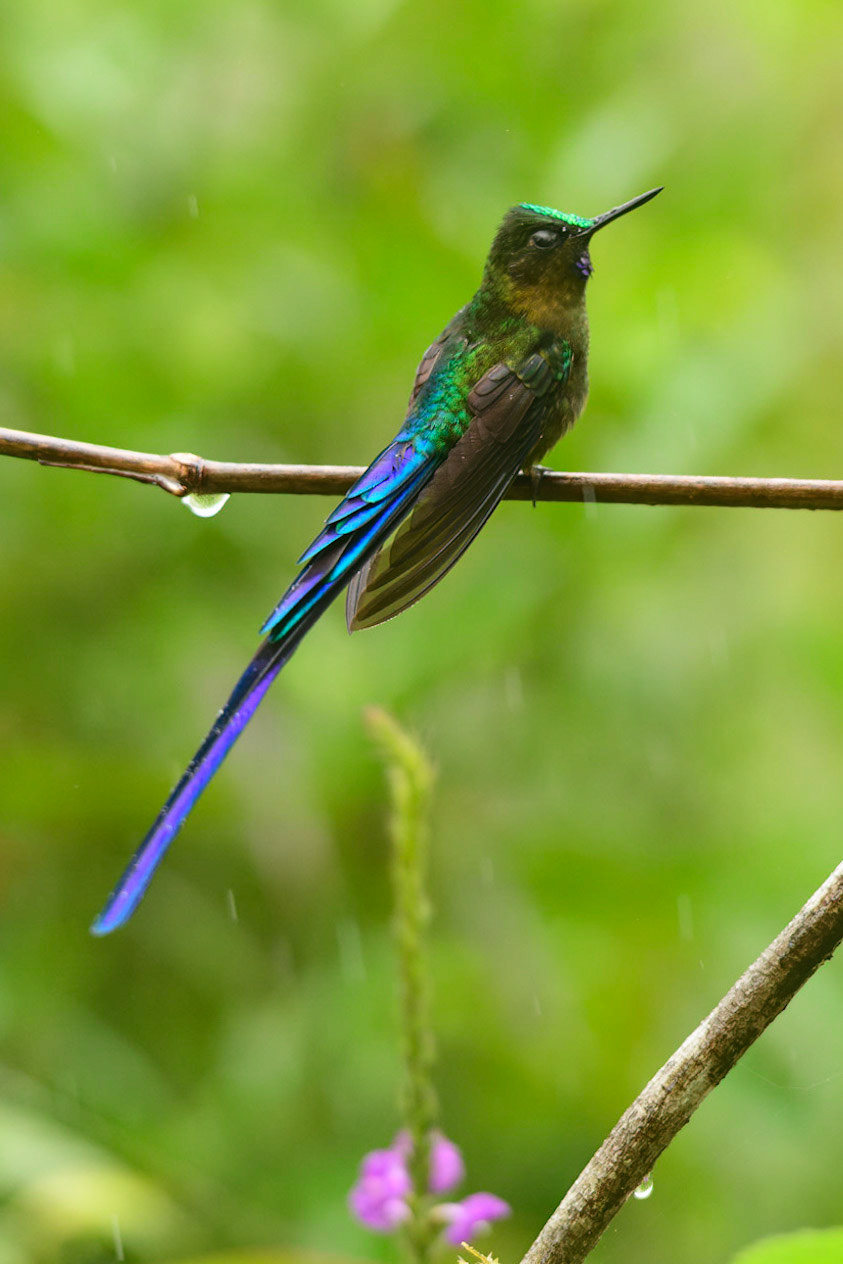 Violet-tailed Sylph, Aglaiocercus coelestis