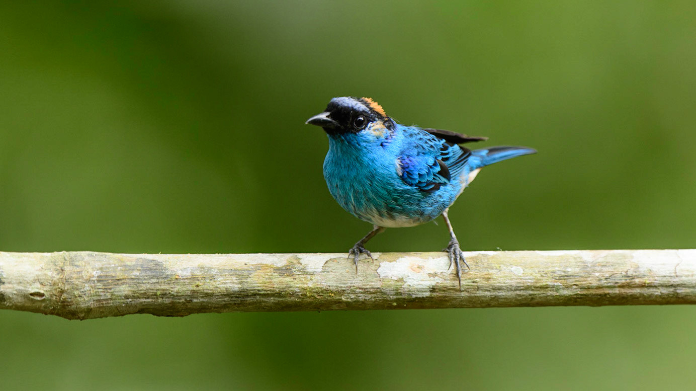 Golden-naped Tanager, Tangara ruficervix