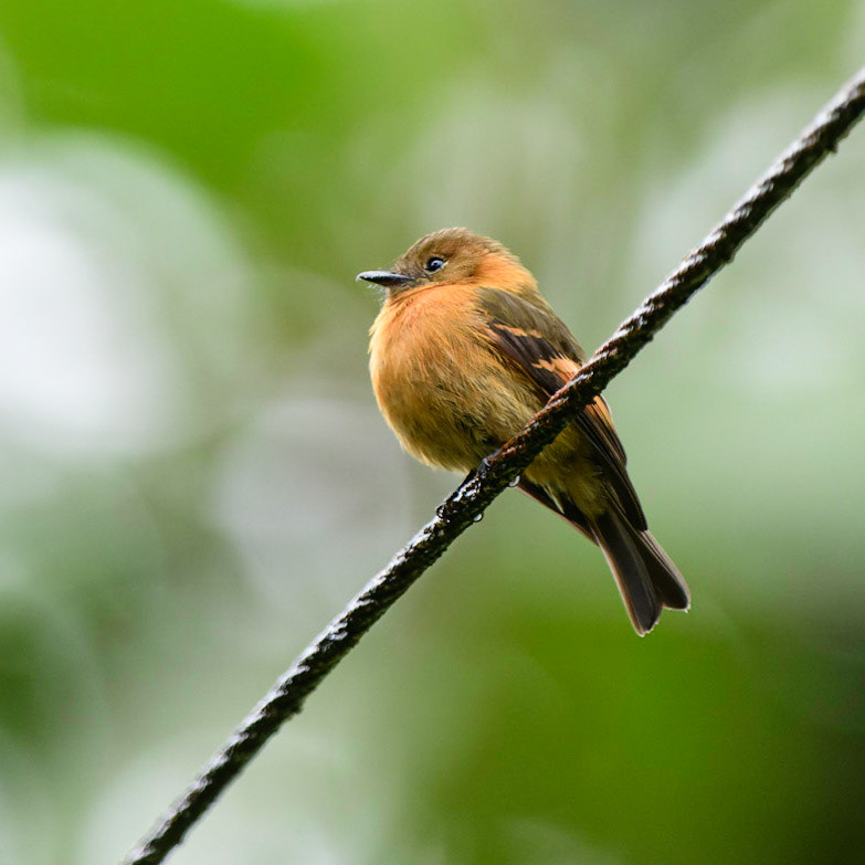 Cinnamon Flycatcher, Pyrrhomyias cinnamomeus