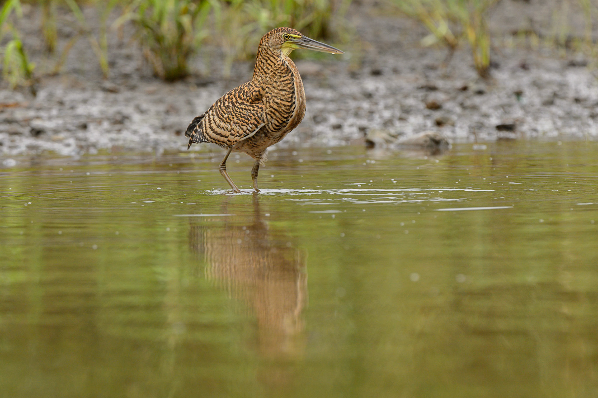 Bare-throated Tiger Heron, Tigrisoma mexicanum