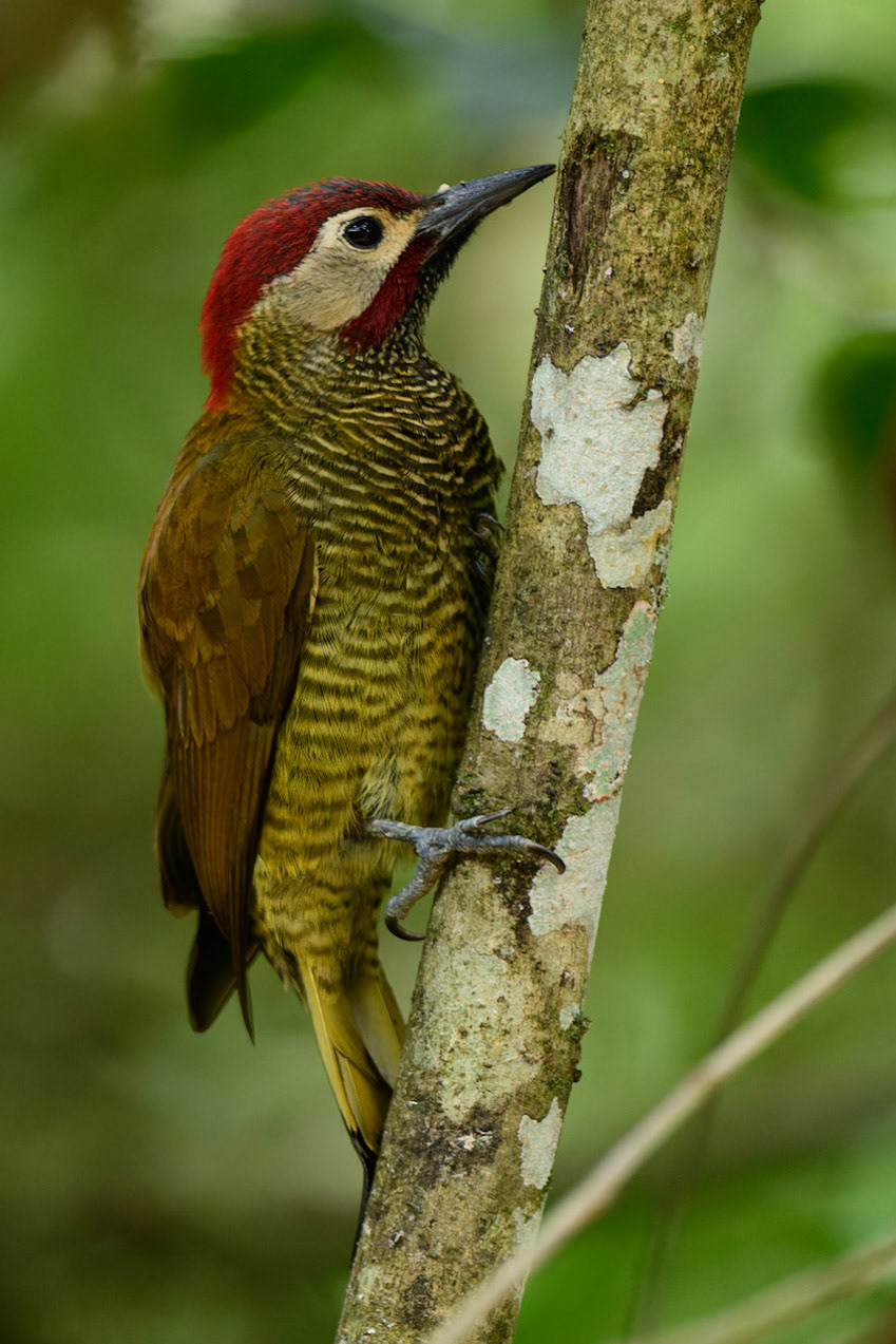 Golden-olive Woodpecker Colaptes rubiginosus