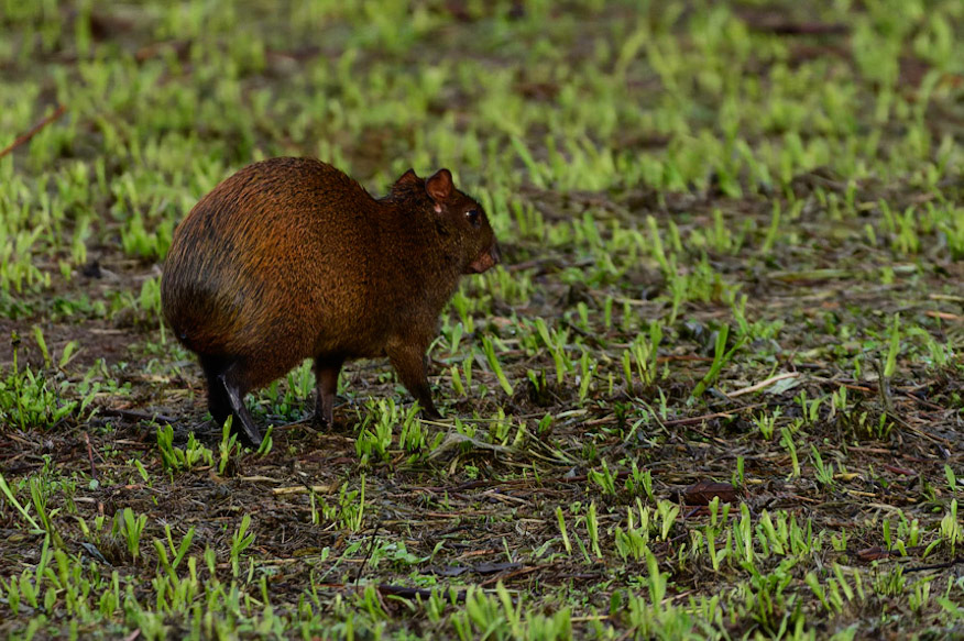 Back Agouti, Dasyprocta fuliginosa