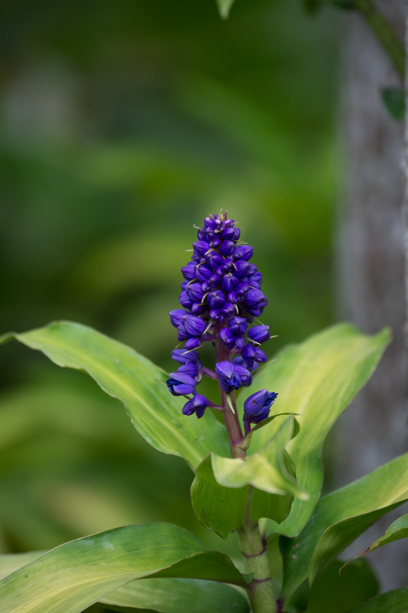 Blue Ginger SP.