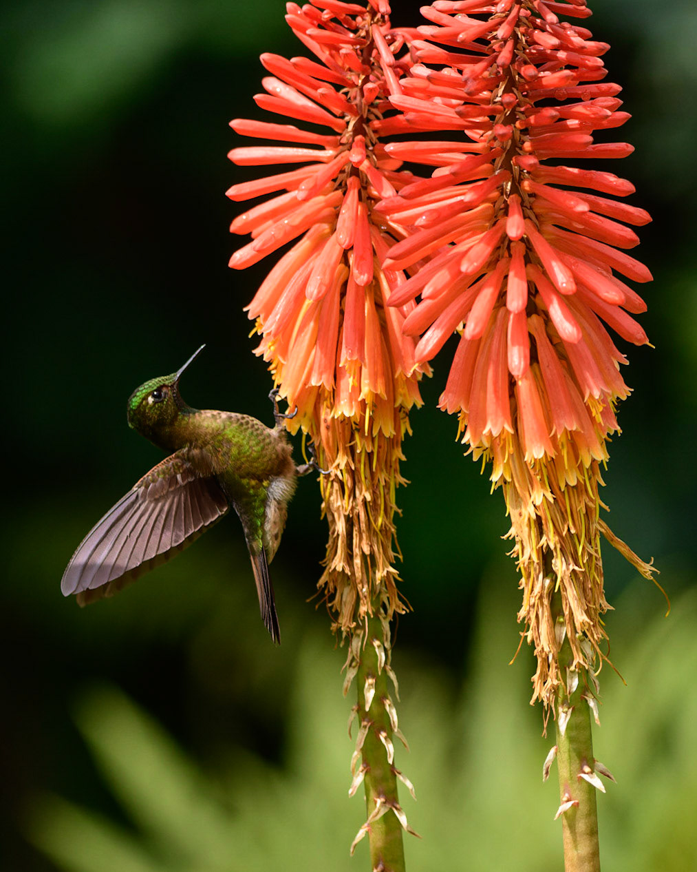 Tyrian Metaltail, Metallura tyrianthina
