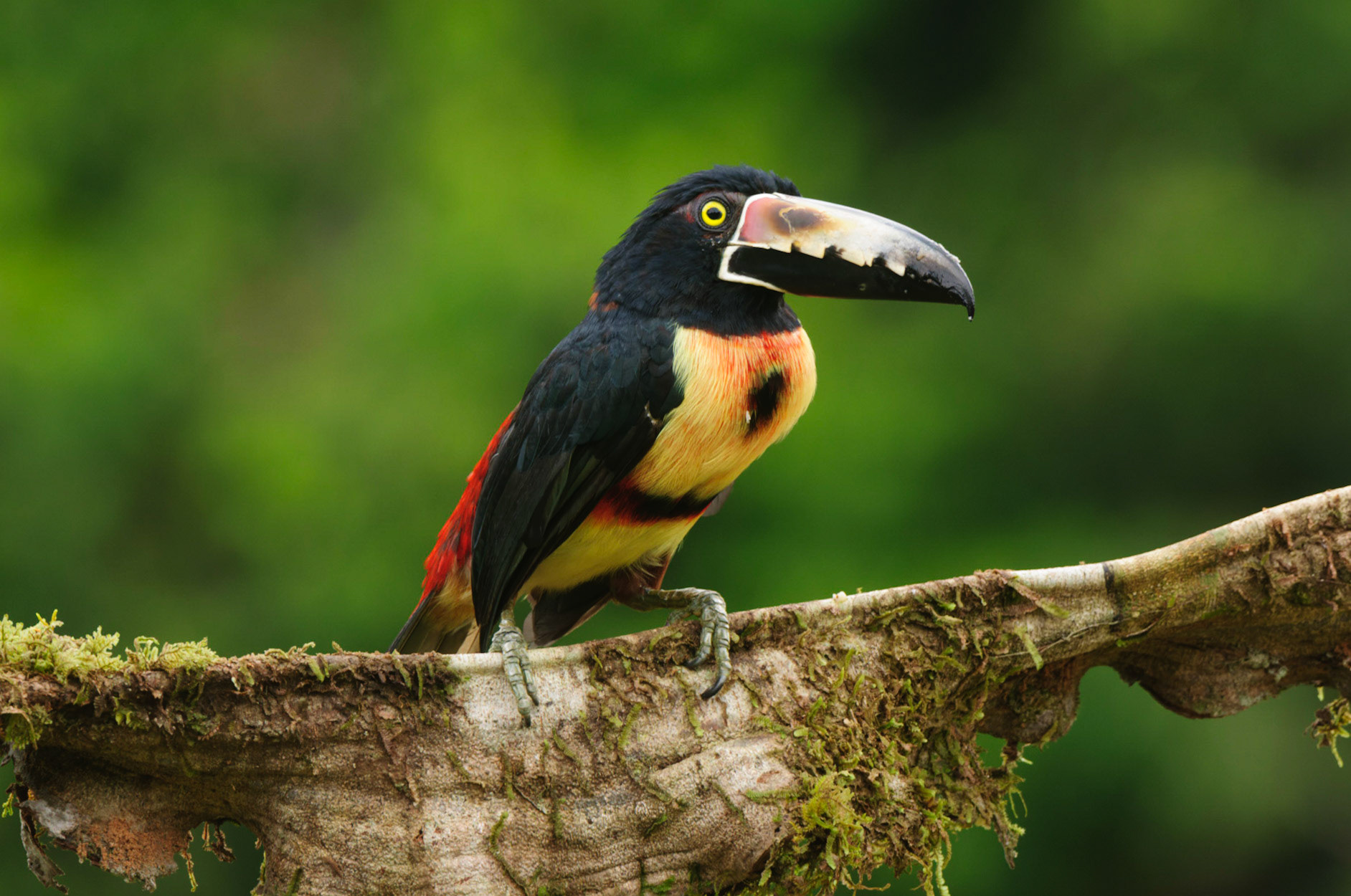 Collared Aracari, Pteroglossus torquatus