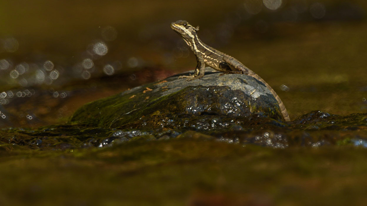 Common Basilisk, Basiliscus basiliscus