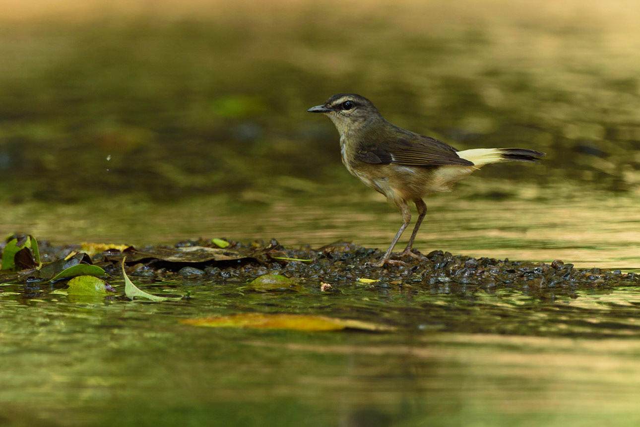 Buff-rumped Warbler, Myiothlypis fulvicauda