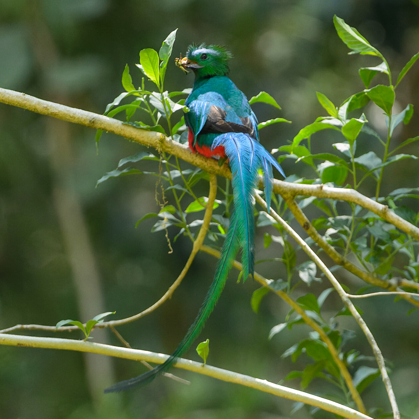 Resplendent Quetzal, Pharomachrus mocinno