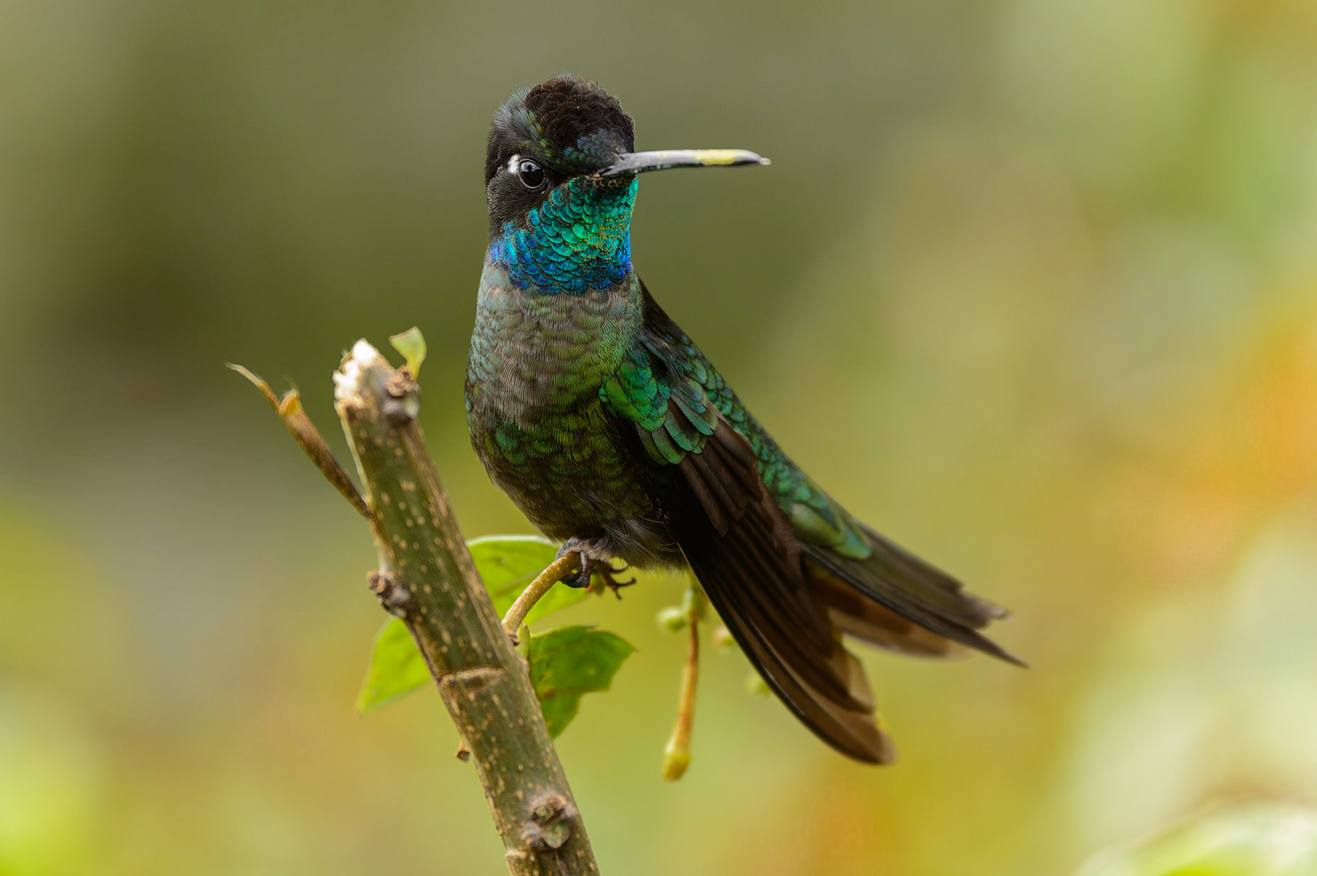 Rivoli's Hummingbird, Eugenes fulgens Formerly "Magnificent".