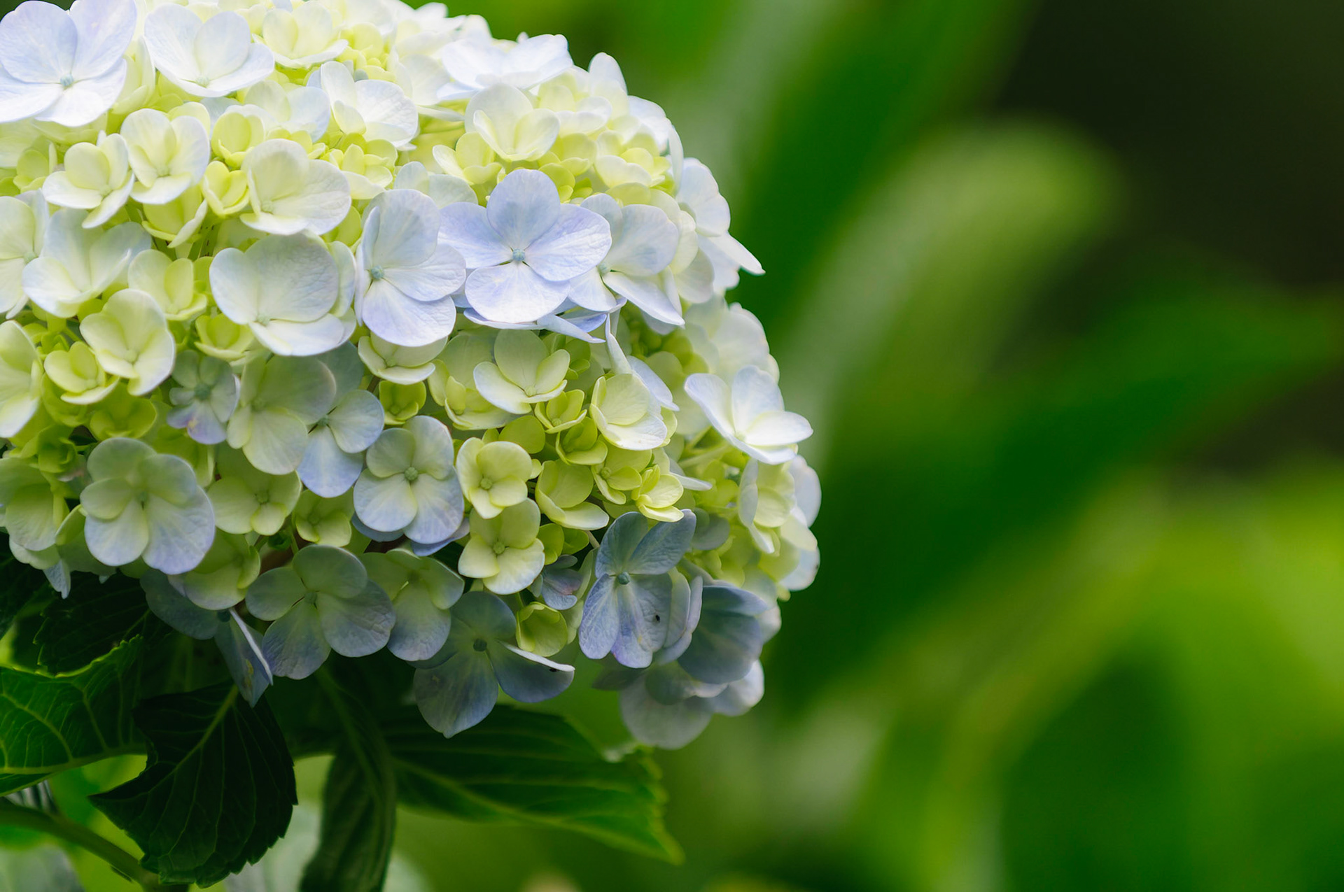 Mophead Hydrangea, Hydrangea macrophylla