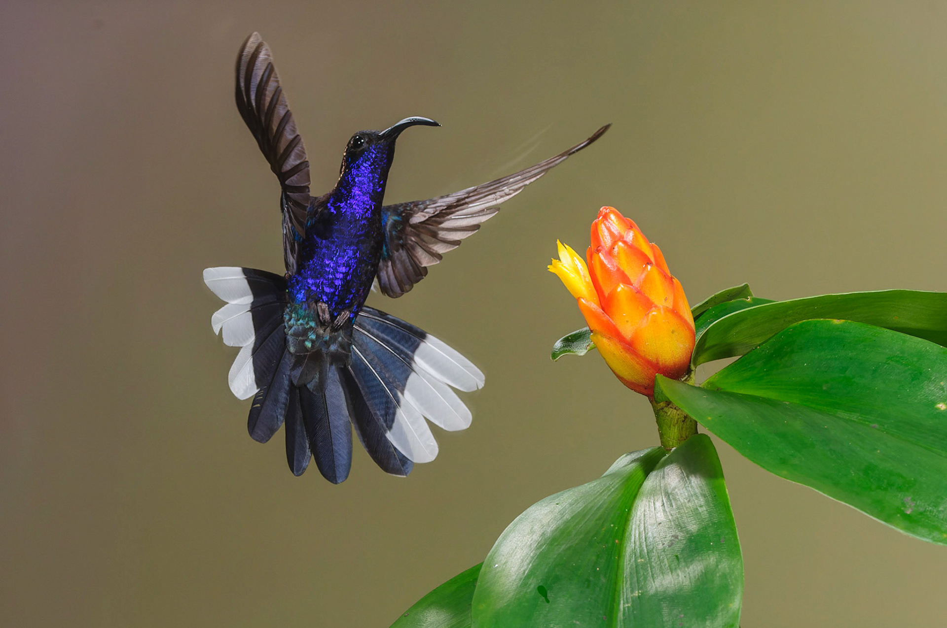 Violet Sabrewing, Campylopterus hemileucurus
