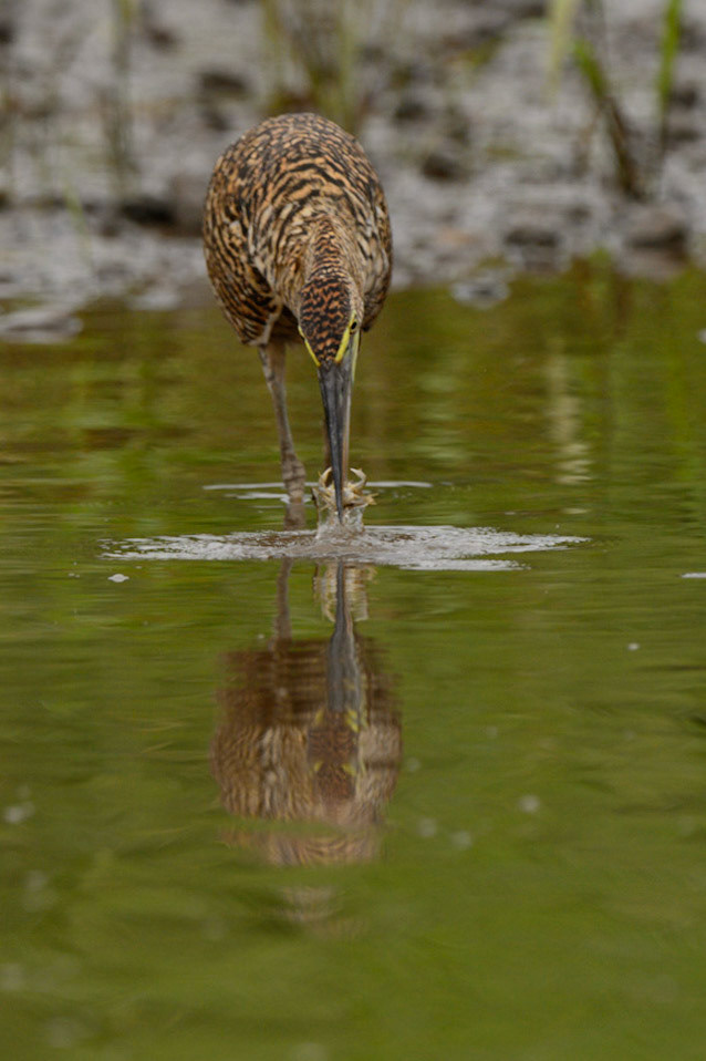 Bare-throated Tiger Heron, Tigrisoma mexicanum