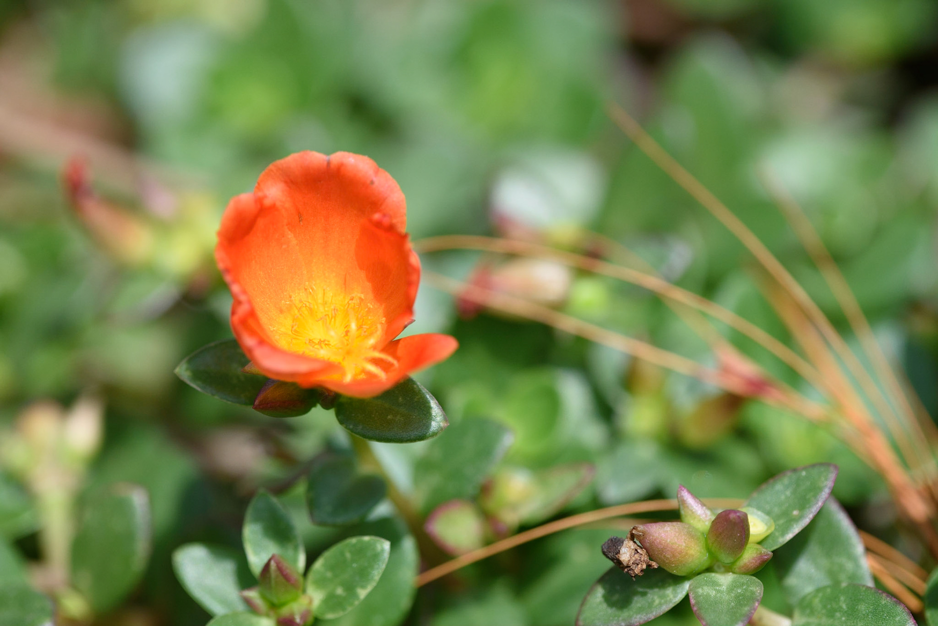 Common Purslane, Portulaca oleracea