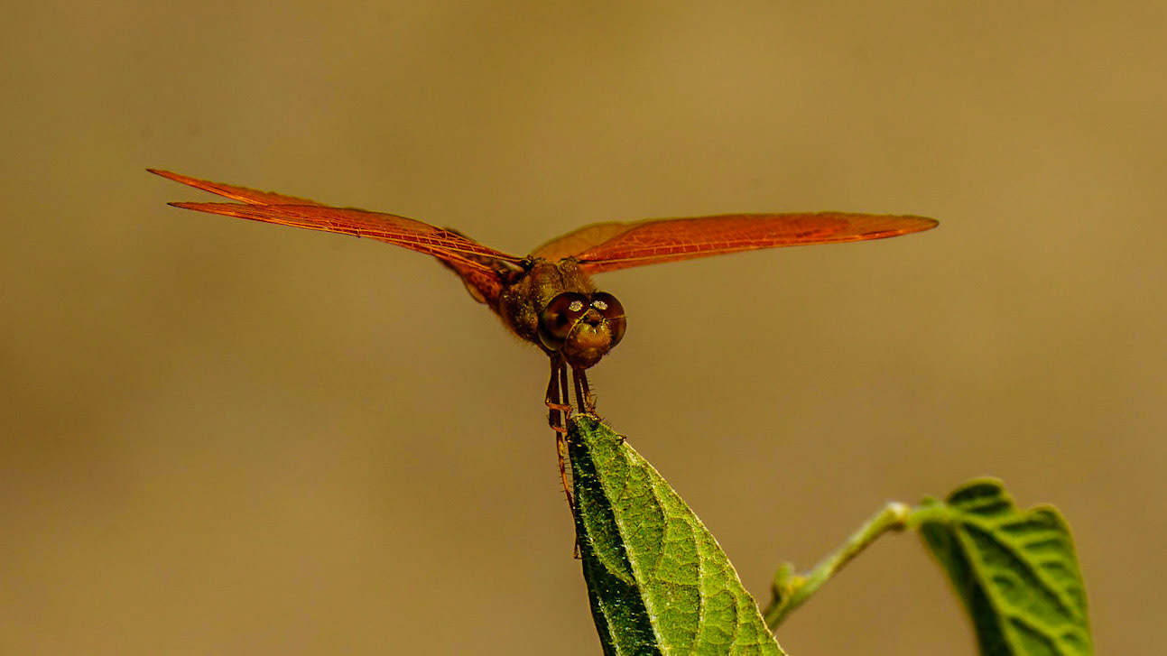 Flame or Firecracker Skimmer, Libellula saturata)