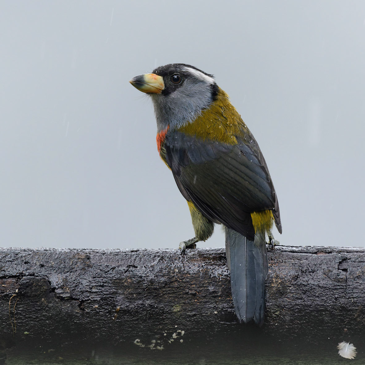 Toucan Barbet, Semnornis ramphastinus
