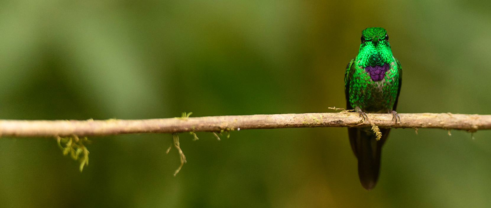 Purple-bibbed Whitetip, Urosticte benjamini